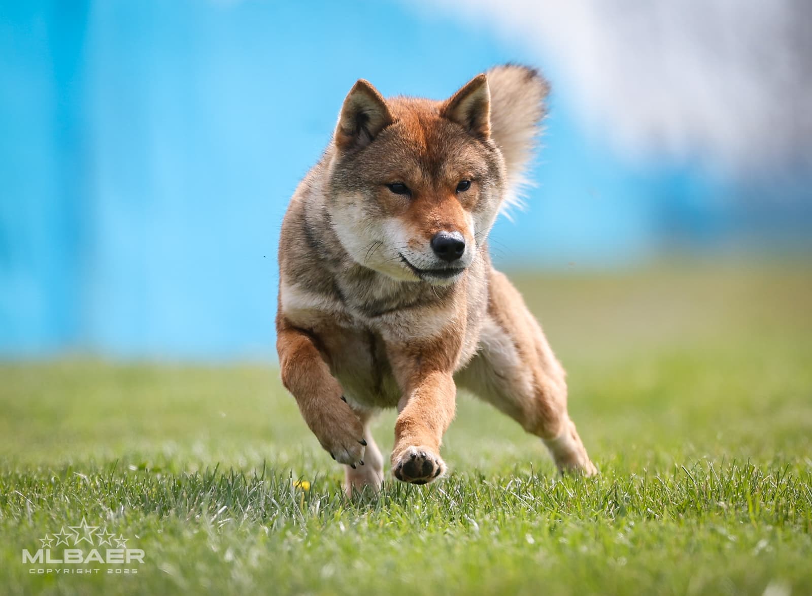 Shikoku Ken in nature