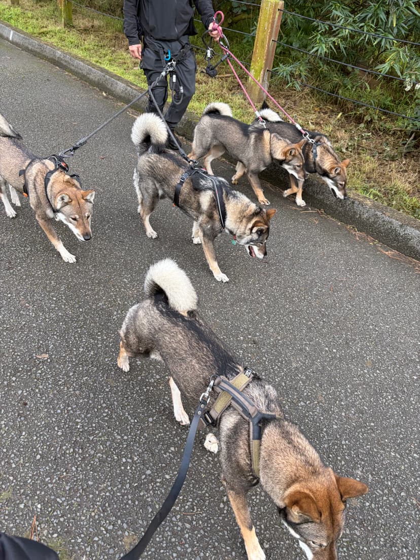 Shikoku Ken Club members and dogs