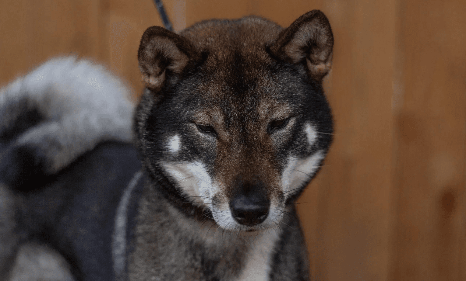 Akiyama no Roushya Shikoku