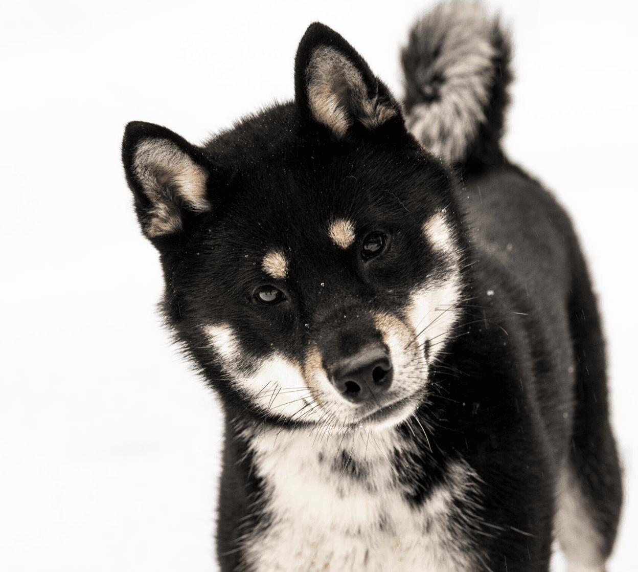 Kiseki no Yama Shikoku