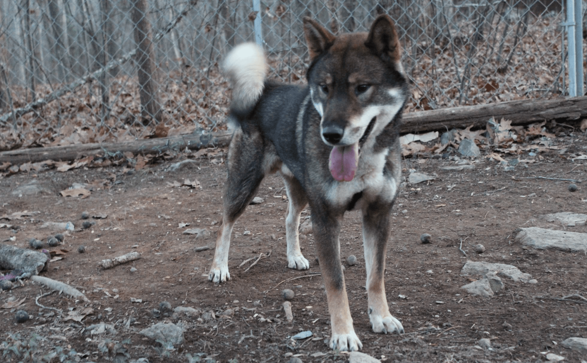 O'Ikon Nihon Ken Shikoku